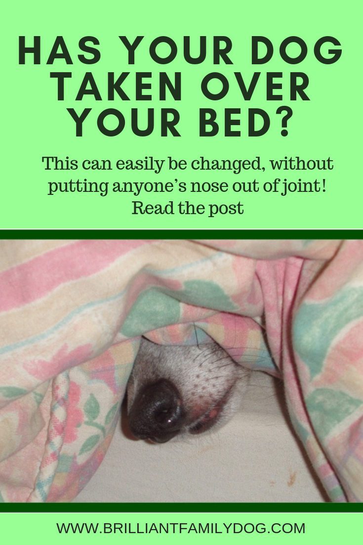 How to get your dog to not sleep in your top bed